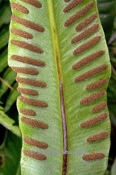 asplenium scolopendrium 2 graphic